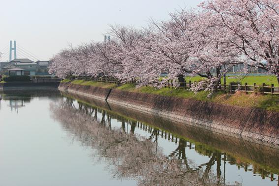 【みやき歩こう会】三根の桜並木をめぐるの画像