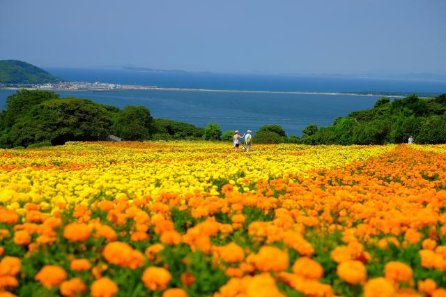 【みやき歩こう会】春の能古島を巡るの画像