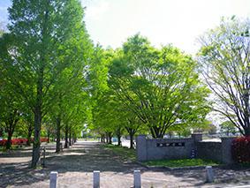 【みやき歩こう会】新県道（石井～中津隈）から中原公園の画像