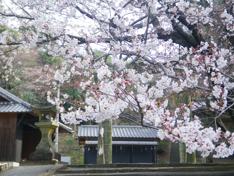 白石神社参道の桜みやきsanpo みやき町観光協会 佐賀県みやき町