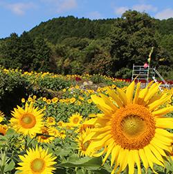 【山田ひまわり園】ヒマワリの種まきの画像