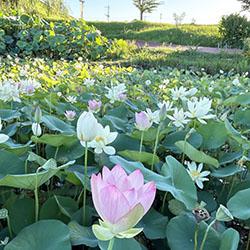 【千栗土居公園南側蓮池】二千年ハス鑑賞会の画像