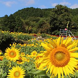 山田ひまわり園 開園の画像