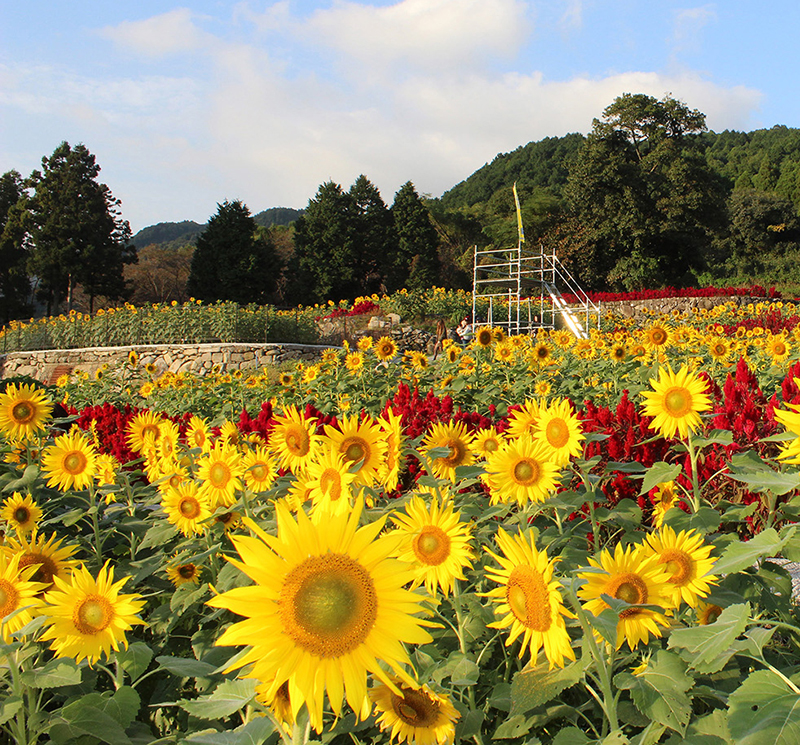 秋に咲くひまわり（山田ひまわり園）-みやきsanpo みやき町観光協会